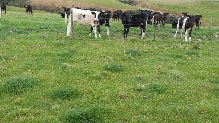 188 Homestead Road Clinton and Surrounds_22