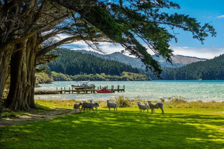 528 Oyster Bay Marlborough Sounds_46