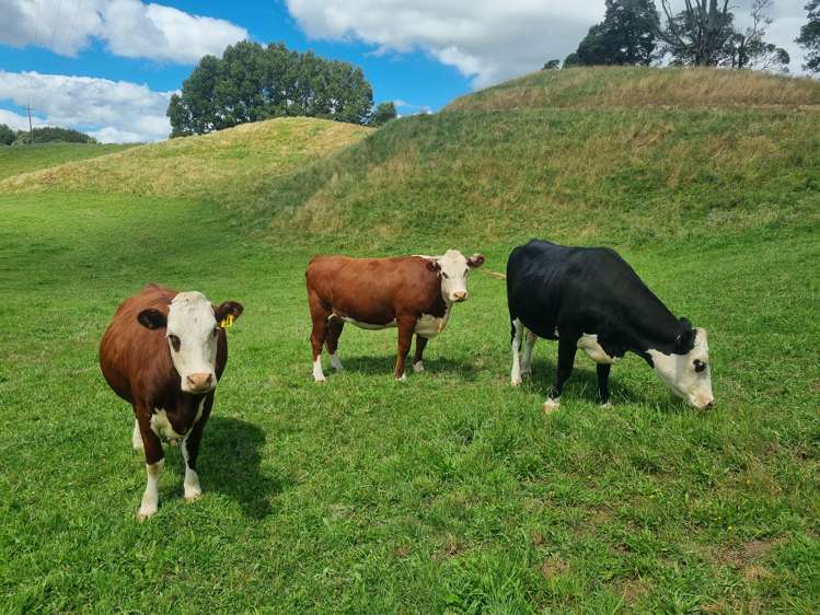 358 Mangaotaki Road Piopio_8