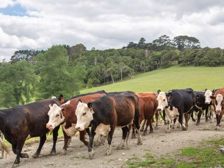 78 Morrison Road Arapohue_24