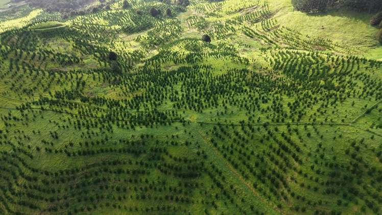 Waimatenui Road Waimatenui_10