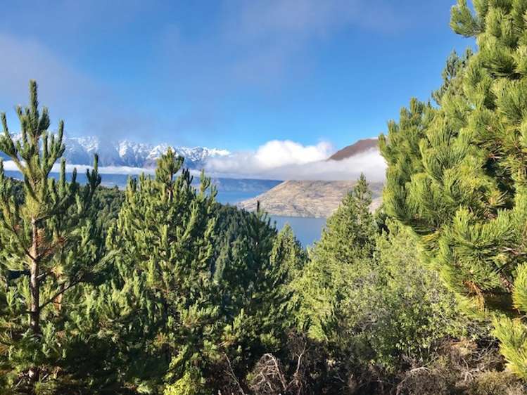 132 Alpine Retreat Road Ben Lomond_10