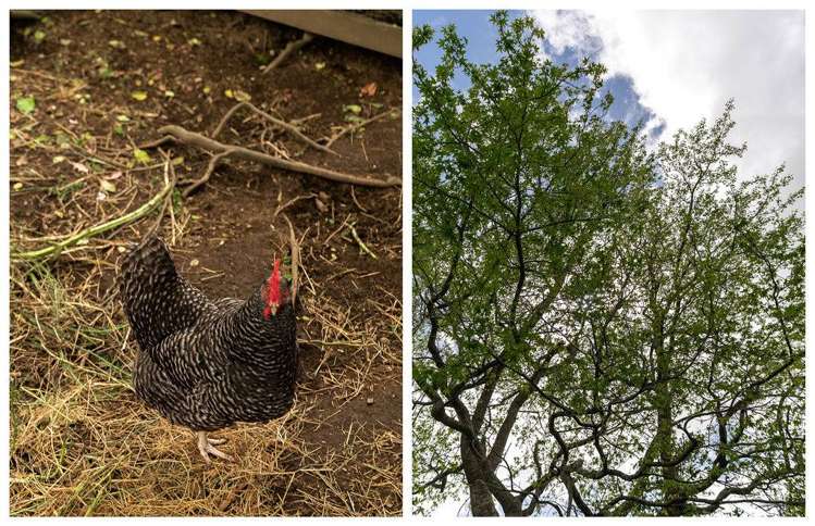 42 Galbraith Street Waihi_43