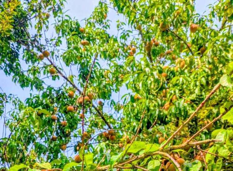 9 Buckley Street Cheviot_15