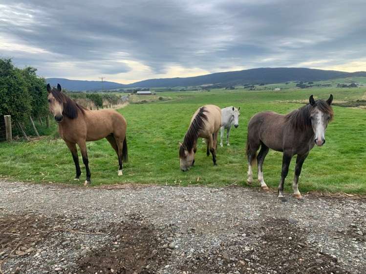 95 Frentz Road Pahia_25