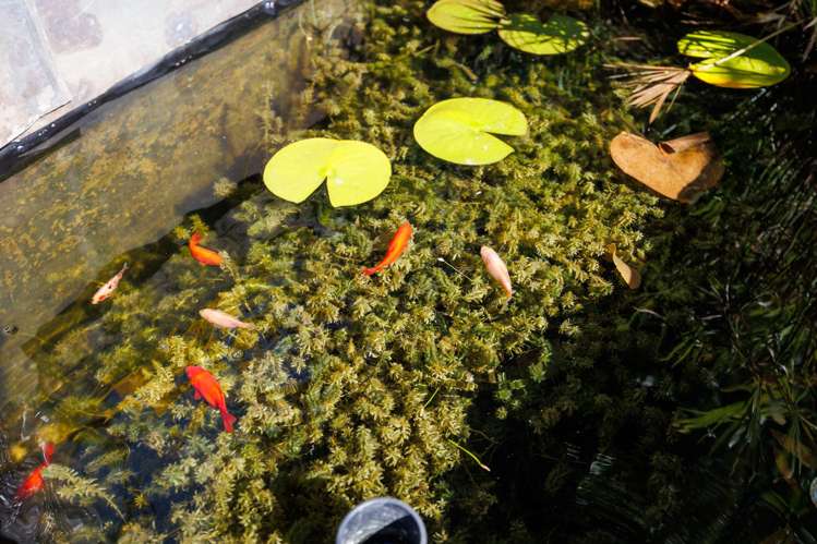 16 Mudgway Place Awapuni_23