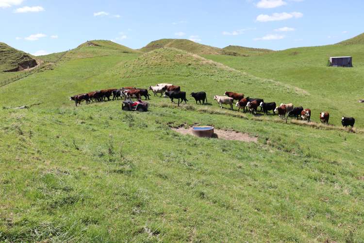 102 Manu Road Te Popo_29