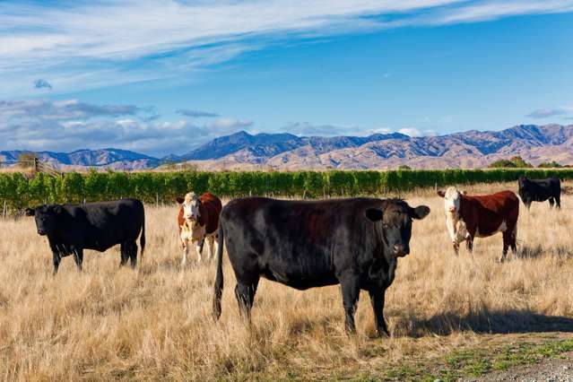 167 Hammerichs Road Rapaura_4