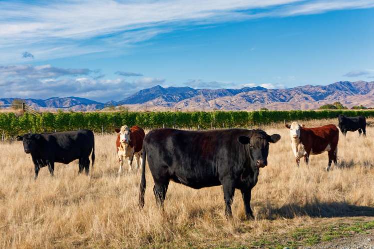 167 Hammerichs Road Rapaura_4