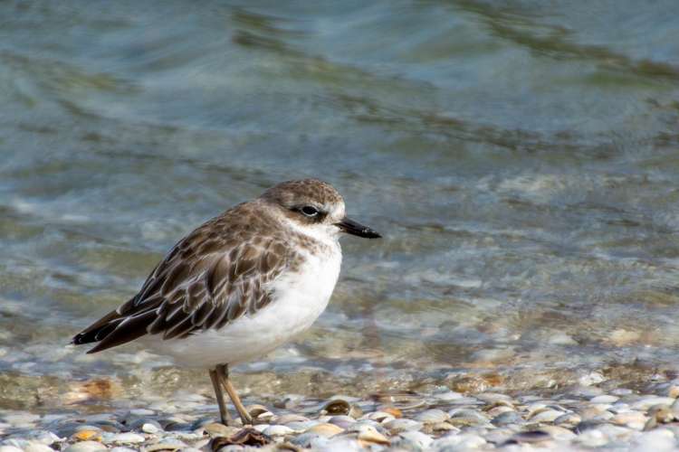 151 Colbeck Road Awhitu_24