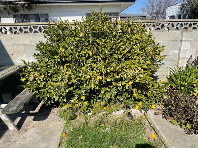 27b Alpha Street Cromwell_20