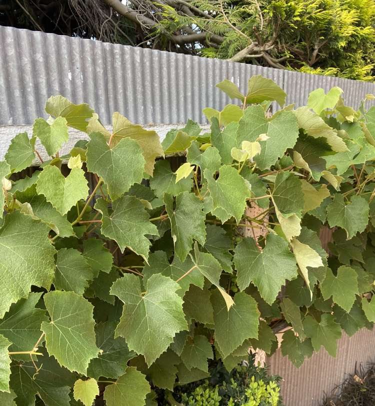 96 Middle Road Allenton_13