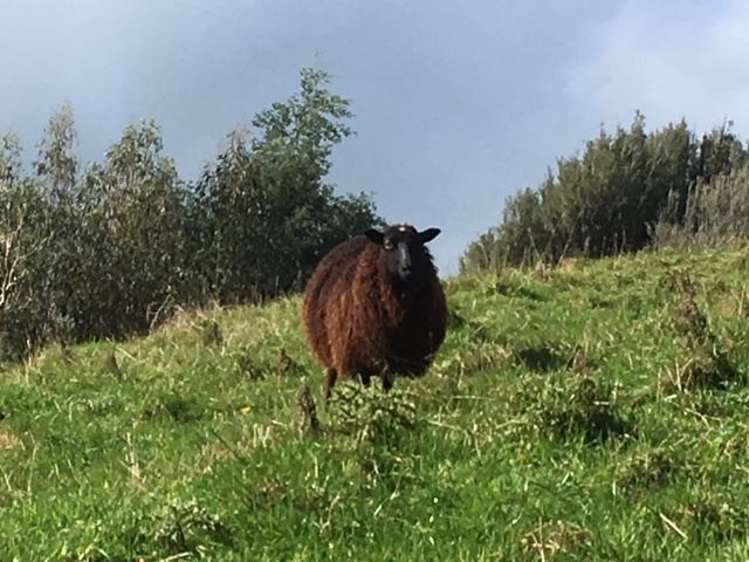 1415 Oparure Road Pomarangai_18