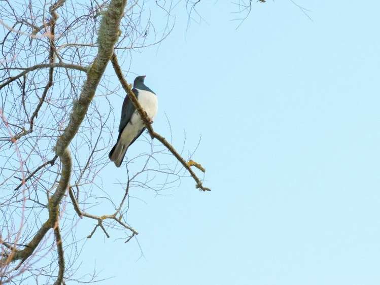 63 Waikupa Road Okoia_6