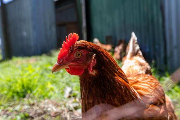 826 Mokau Road Urenui_15