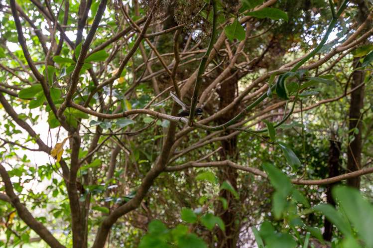 2 Florey Heights Springfield_27