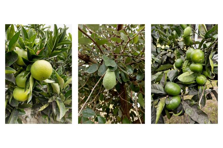 13 Tay Street Mount Maunganui_12