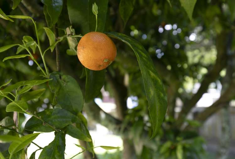 13 Harlock Place Huntly_19