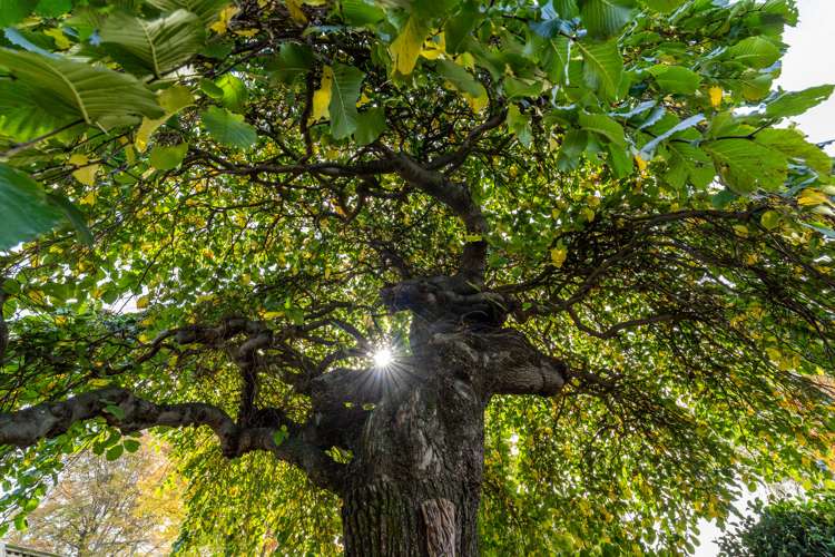 15a Ward Street Springlands_12