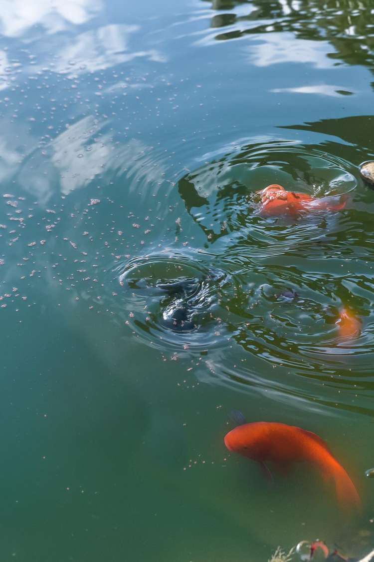 5 Ethan Place Ohauiti_22