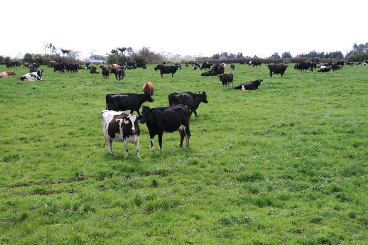 2403 Mountain Road Tariki_7