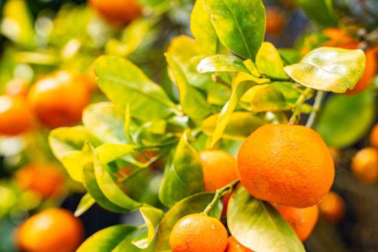 1 My Way Mangawhai_28