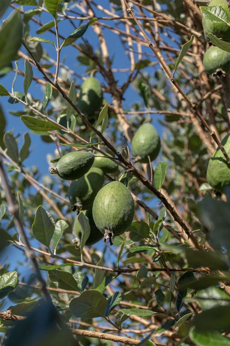39 Paterson Street Mount Maunganui_7