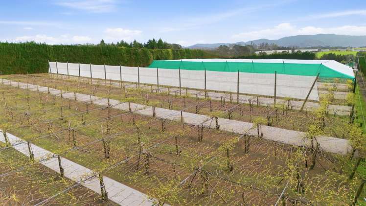 364 Te Matai Road Te Puke_10