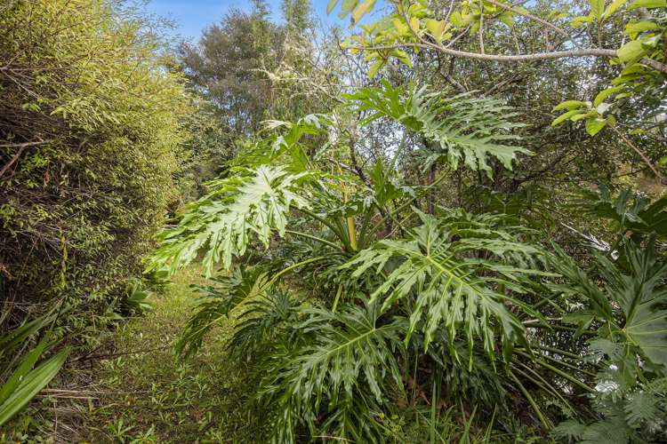 56 Colville Road Dargaville_34