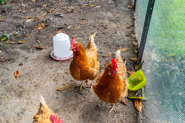 26 Johnson Street Milton_20