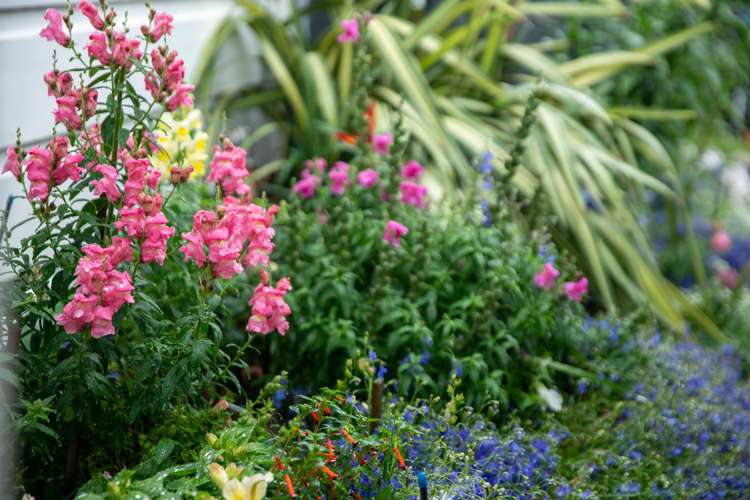 12 Emmett Street Newtown_14