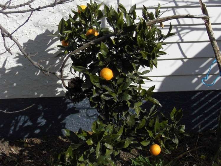 73 Mcmurdo Street Tinwald_12