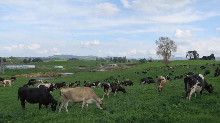 356 Whatauri Road Wharepapa South_12