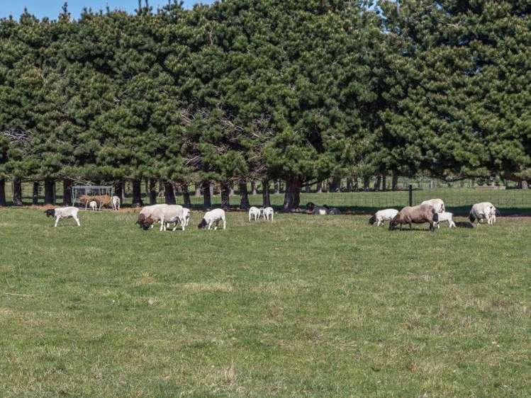 677 Dunsandel Brookside Road Dunsandel_19