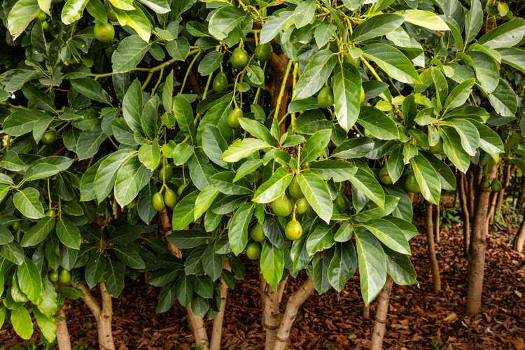 176 Broadway Kaikohe_18