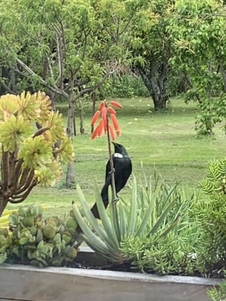 7 Martin Loop Tasman_23