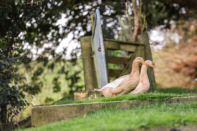 114 O'Brien Road Coatesville_13