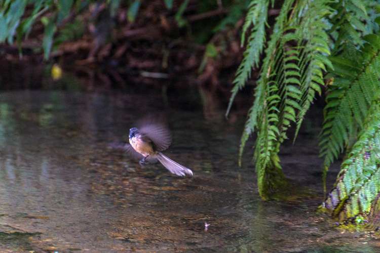 32 Icarus Place Westbrook_28