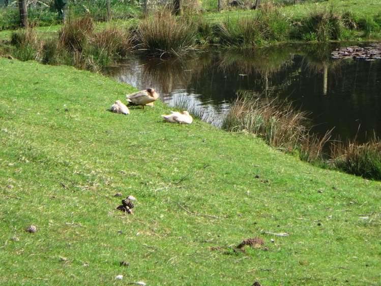 18 Kirk Street Matawai_14