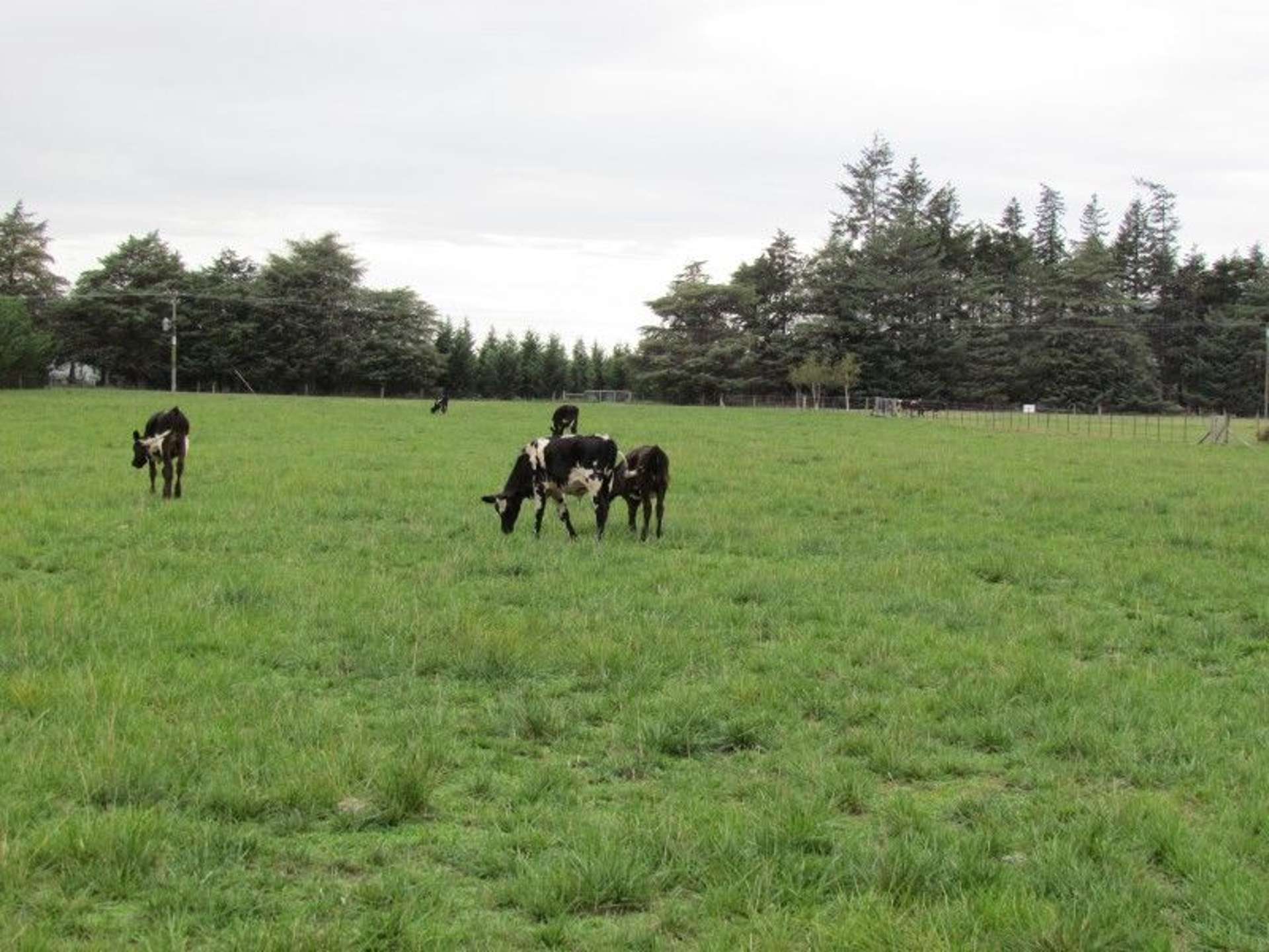 32 Cooper Street Wairau Valley_0