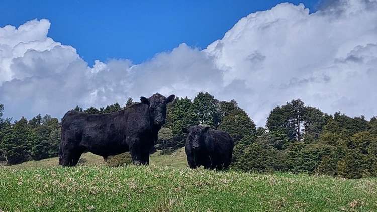 313 Paiaka Road Hikurangi Rd2_19