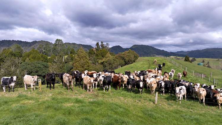 636 Otara Road Opotiki_24