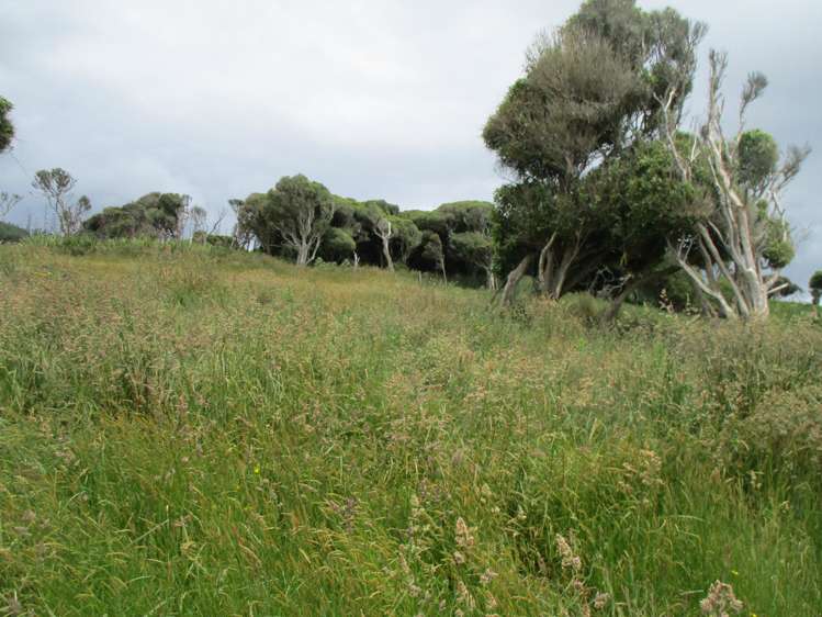 278 Jacks Bay Road Catlins Surrounds_5