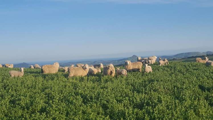 659 Ritchie Road Dunback_4