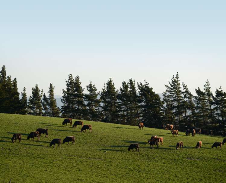 207 Christians Road Hawarden_17