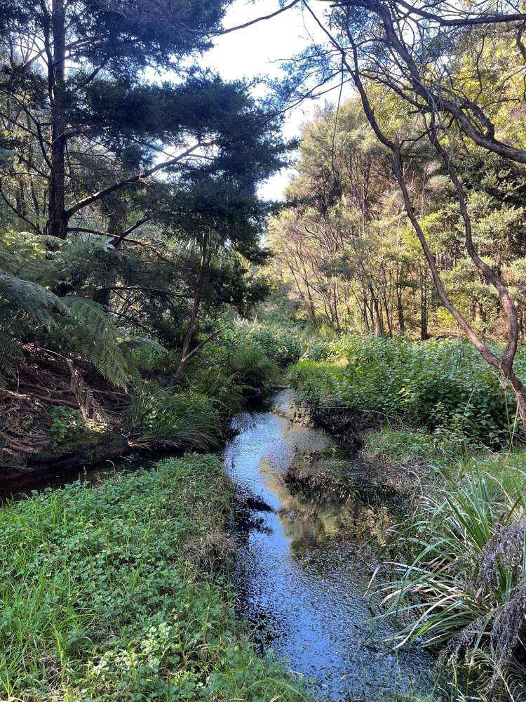 Mangawhai Bush Estate_3