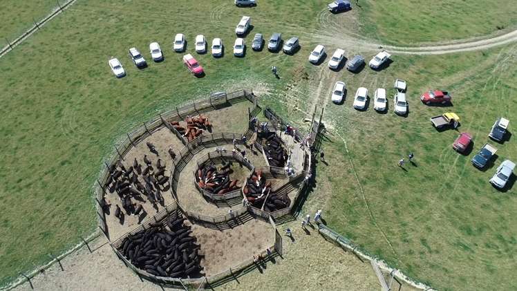 347 Butlers Road Fairlie_22