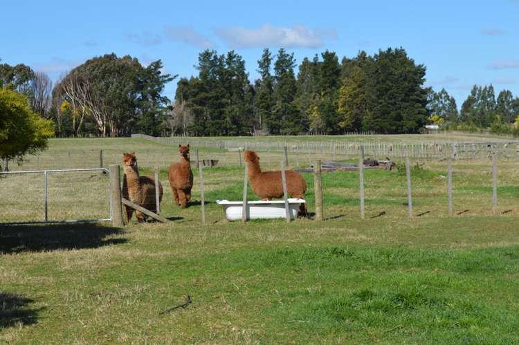 181 Lincoln Road Carterton_16