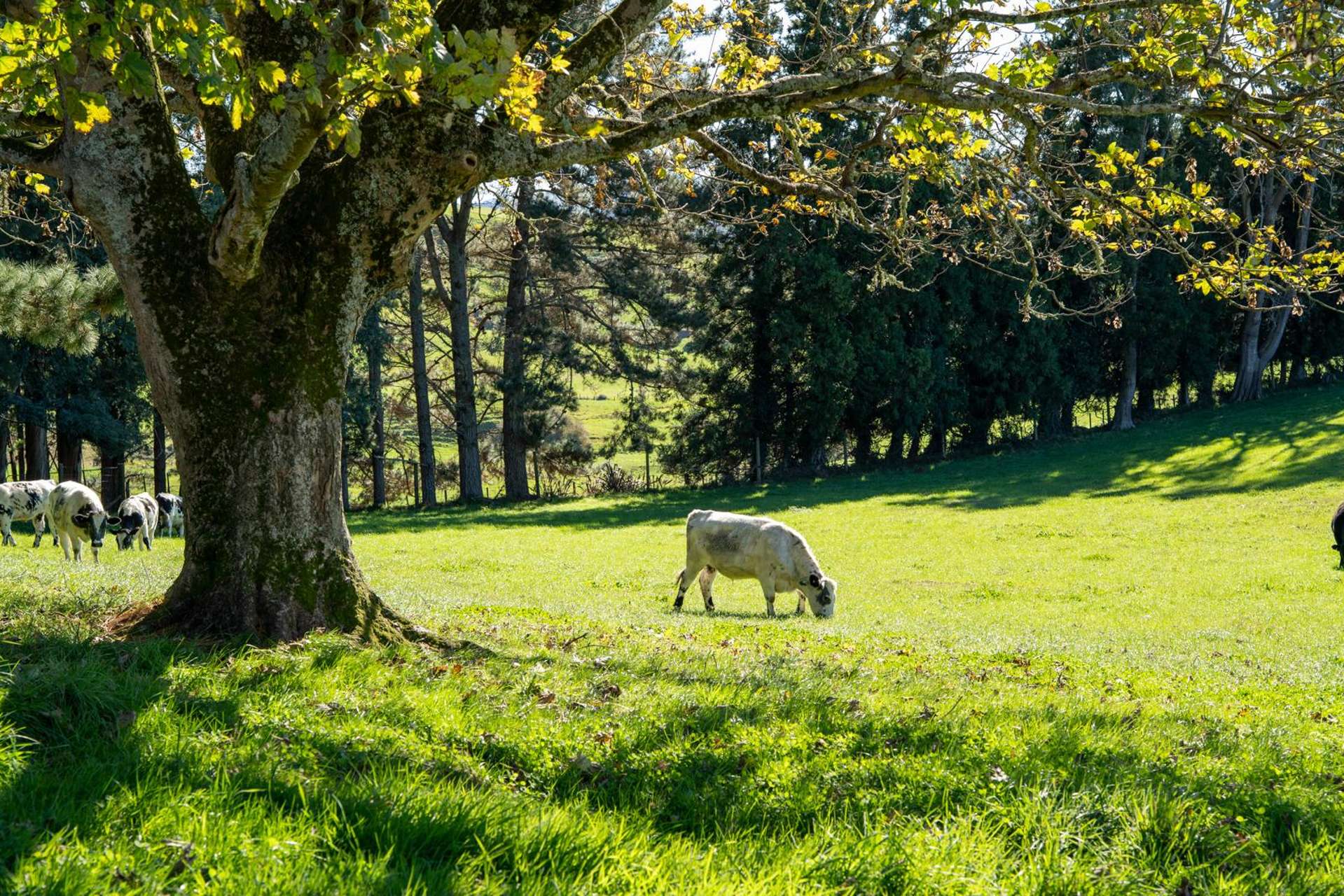 2/1873 Maungatautari Road Cambridge_0