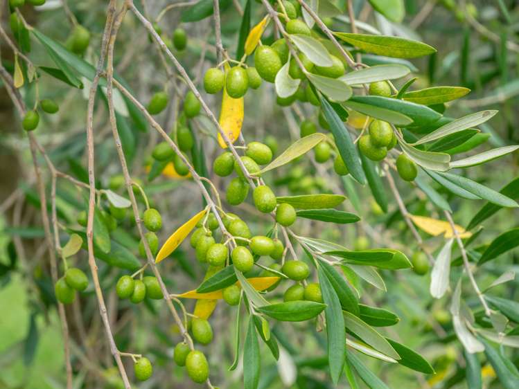 90c Leccino Valley Road Mangonui_42